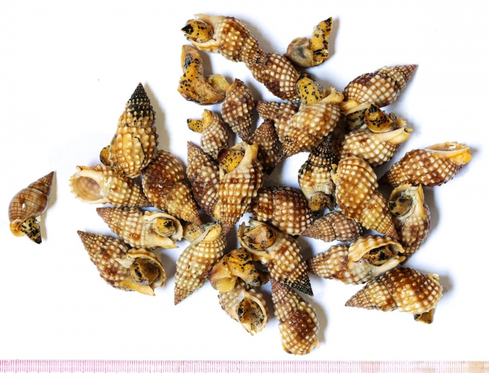 Không ăn các loại hải sản đã được các cơ quan chức năng khuyến cáo là có độc tố nguy hiểm như: cá nóc, ốc bùn răng cưa, ốc mặt trăng, cua trứng hoa, mực đốm xanh... Tuyệt đối không ăn các loại hải sản lạ, chưa từng ăn hoặc chưa rõ đặc tính. Không ăn các loại hải sản đã được các cơ quan chức năng khuyến cáo là có độc tố nguy hiểm như: cá nóc, ốc bùn răng cưa, ốc mặt trăng, cua trứng hoa, mực đốm xanh... Tuyệt đối không ăn các loại hải sản lạ, chưa từng ăn hoặc chưa rõ đặc tính.