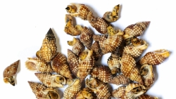 an oc khong ro loai be gai 9 tuoi bi hon me