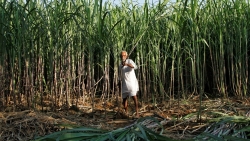 Ấn Độ có thể cấm xuất khẩu đường