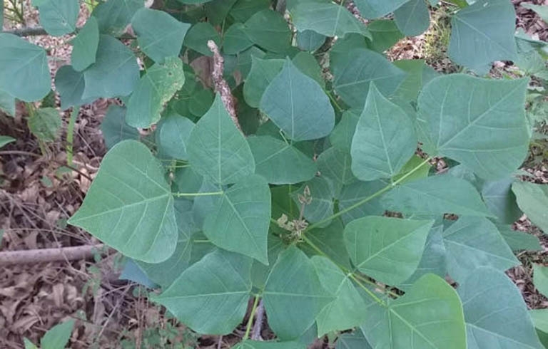 Lá vông nem thường xuất hiện trong các bài thuốc dân gian với tác dụng hỗ trợ giấc ngủ, tuy nhiên việc sử dụng không đúng liều lượng hoặc chế biến sai có thể dẫn tới tác dụng phụ nguy hiểm