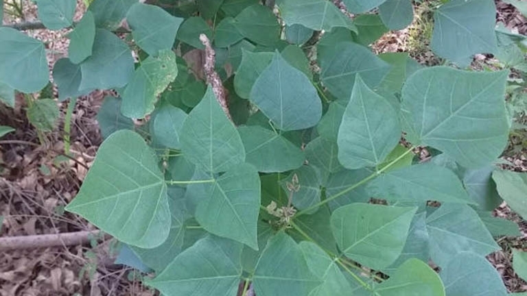 Ăn lá vông nem chữa mất ngủ, một người ngộ độc