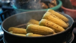 Ăn ngô luộc không đảm bảo, tiềm ẩn tác hại cho sức khỏe