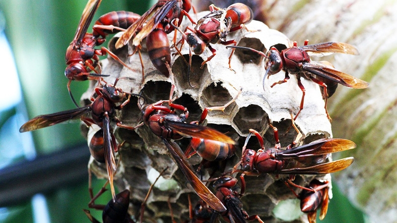 Nọc của ong vò vẽ là một hợp chất có tính axit rất độc và nguy hiểm, có thể gây ra tình trạng sốc phản vệ, tan máu, vỡ hồng cầu, rối loạn đông máu, tổn thương cơ, thận nặng