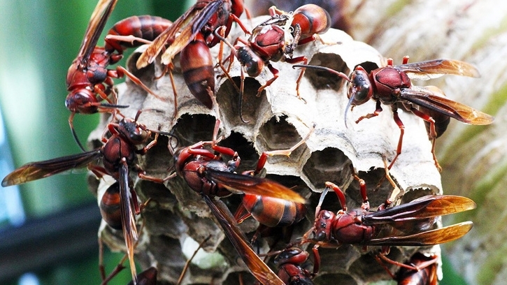 Nguy kịch vì bị ong vò vẽ đốt hơn 80 vết