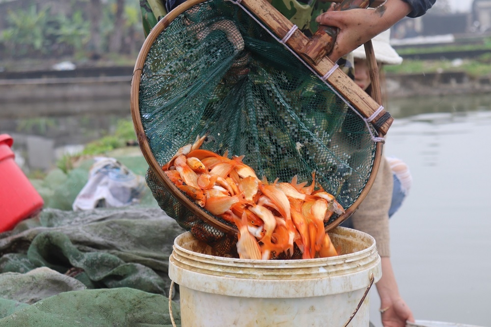 Thanh Hóa: Nông dân tại “thủ phủ” nuôi cá chép đỏ tất bật vào vụ thu hoạch