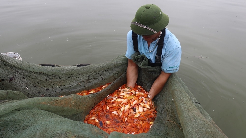Thanh Hóa: Nông dân tại “thủ phủ” nuôi cá chép đỏ tất bật vào vụ thu hoạch