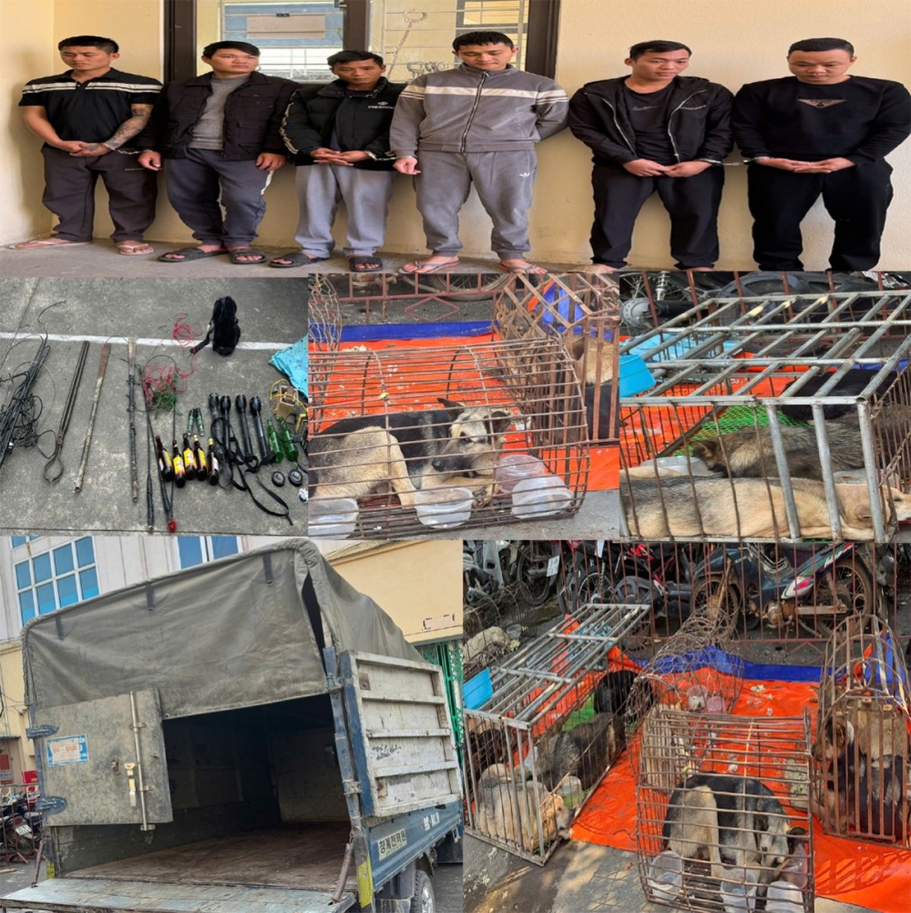 Thanh Hoá: Nhóm bắt trộm gần 250 con chó sa lưới pháp luật