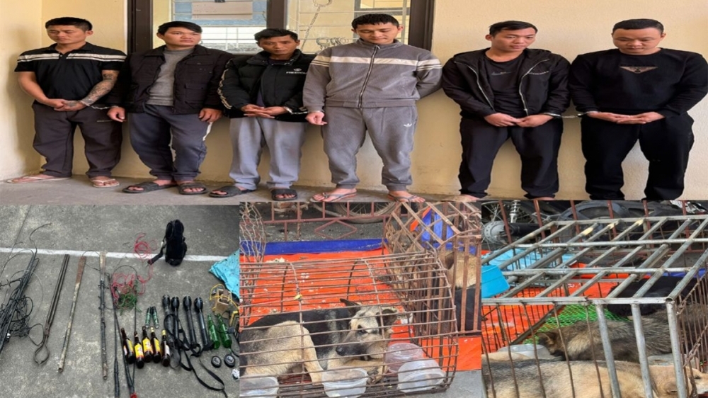 Thanh Hoá: Nhóm bắt trộm gần 250 con chó sa lưới pháp luật