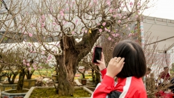 Thanh Hóa: Đào, quất rộn ràng xuống phố, chờ “đại gia” rinh về chơi Tết