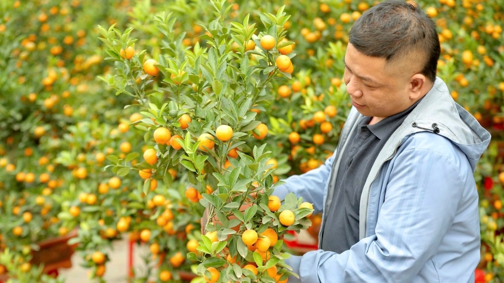 Thanh Hóa: Quất bonsai dáng độc lạ hút khách trong dịp Tết