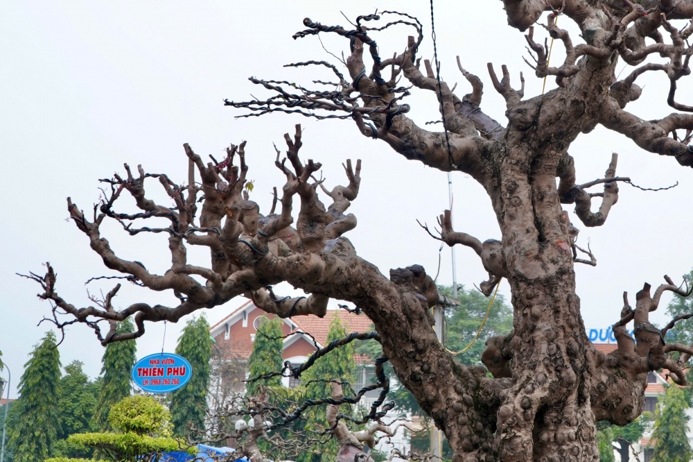Thanh Hóa: Cận cảnh cây khế cổ thụ “khủng” có giá hàng tỷ đồng