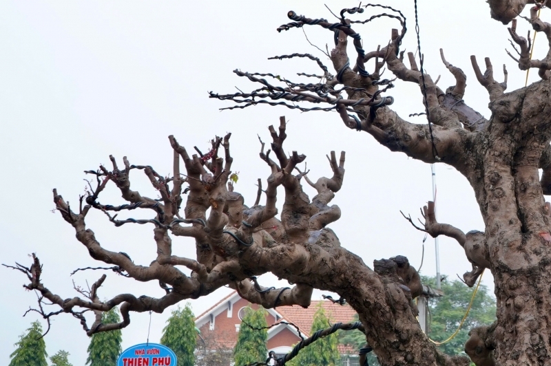 Thanh Hóa: Cận cảnh cây khế cổ thụ “khủng” có giá hàng tỷ đồng
