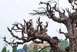 Thanh Hóa: Cận cảnh cây khế cổ thụ “khủng” có giá hàng tỷ đồng