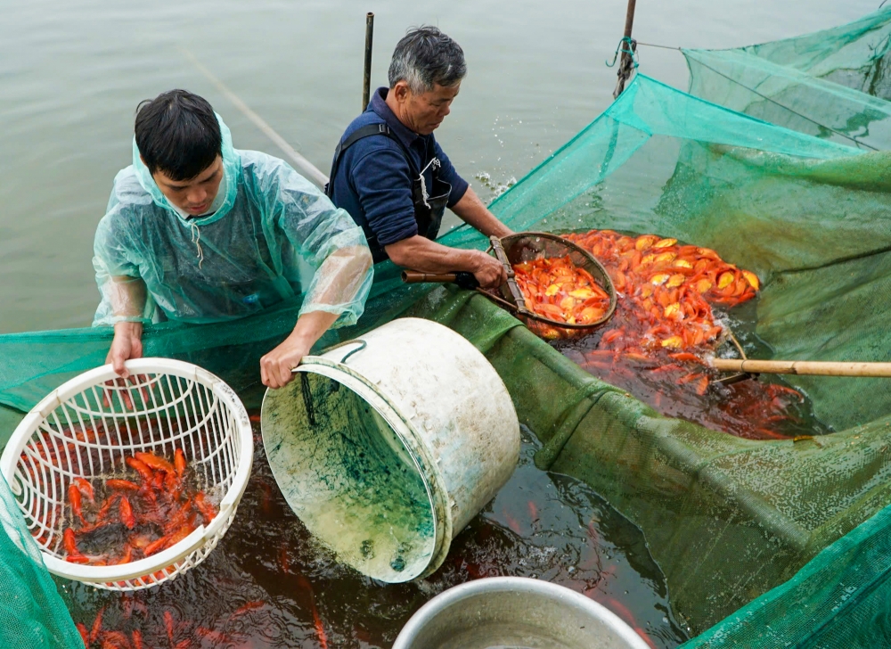 Thanh Hoá: Hối hả thu hoạch cá chép đỏ trước ngày ông Công ông Táo