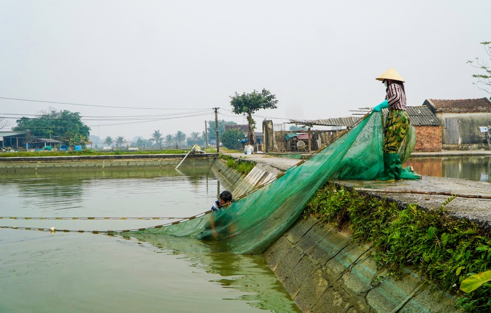 Thanh Hoá: Hối hả thu hoạch cá chép đỏ trước ngày ông Công ông Táo