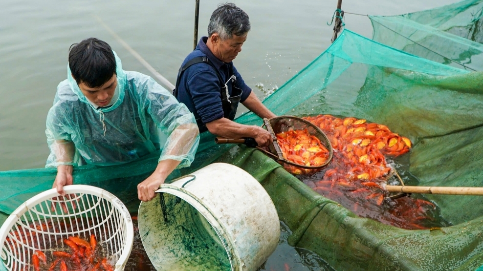 Thanh Hoá: Hối hả thu hoạch cá chép đỏ trước ngày ông Công ông Táo