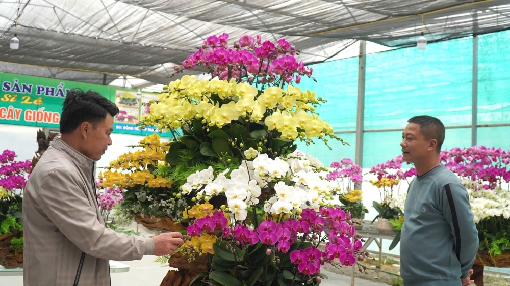 Thanh Hoá: Hàng vạn chậu hoa lan hối hả đưa ra thị trường Tết