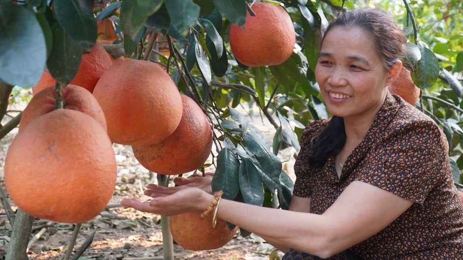 Bưởi "tiến vua" 500.000/cặp hút khách thị trường Tết