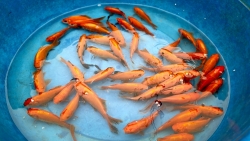 nguoi dan san don ca chep ngay ong cong ong tao