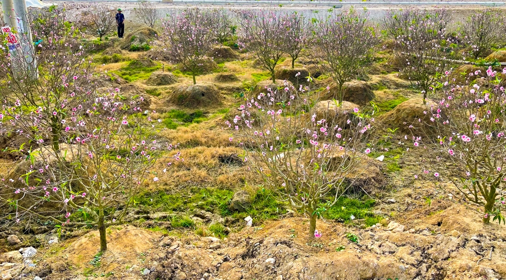 Nhịp sống người dân vùng biển Thanh Hóa chiều 30 Tết