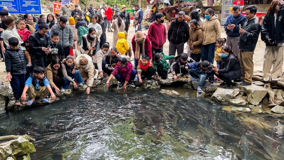 Về Thanh Hoá chiêm ngưỡng đàn cá "khủng" bơi ra từ hang núi