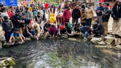 Về Thanh Hoá chiêm ngưỡng đàn cá "khủng" bơi ra từ hang núi