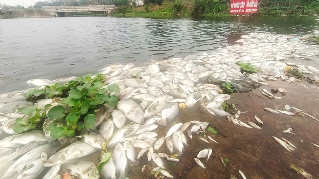 Thanh Hoá: Hàng loạt cá chết bất thường trên dòng suối Bỉm Sơn - Thanh Hoá: Cá chết nổi trắng dòng suối Cổ Đam