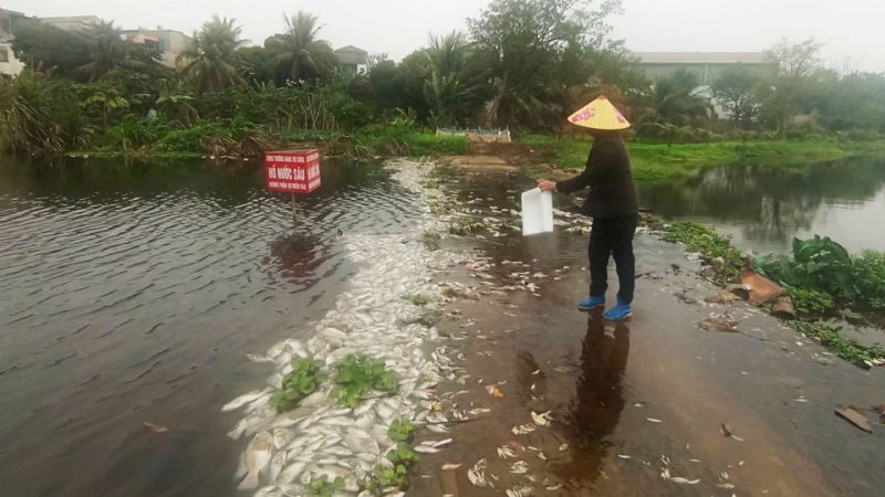 Bỉm Sơn - Thanh Hoá: Cá chết nổi trắng dòng suối Cổ Đam