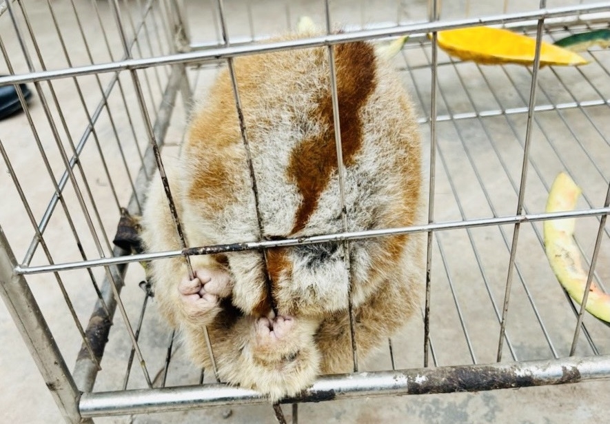 Bắc Giang: Người dân giao nộp loài thú đang bị đe dọa tuyệt chủng nghiêm trọng