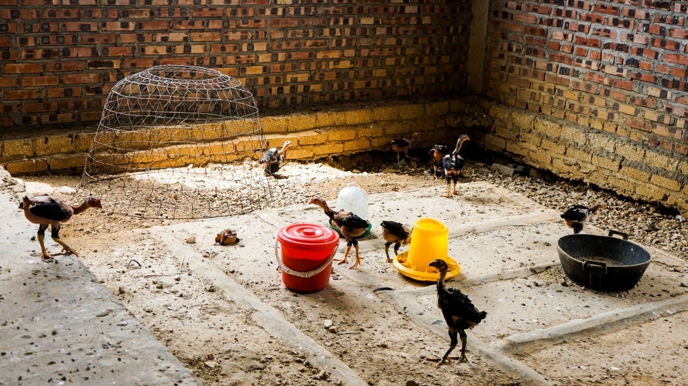 Thanh Hoá: Dự án trung tâm thương mại hàng trăm tỷ đồng trở thành nơi nuôi gà