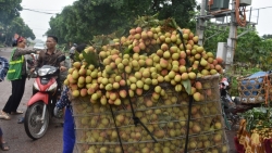 bac giang phat hien 2 truong hop can dieu khi thu mua vai thieu