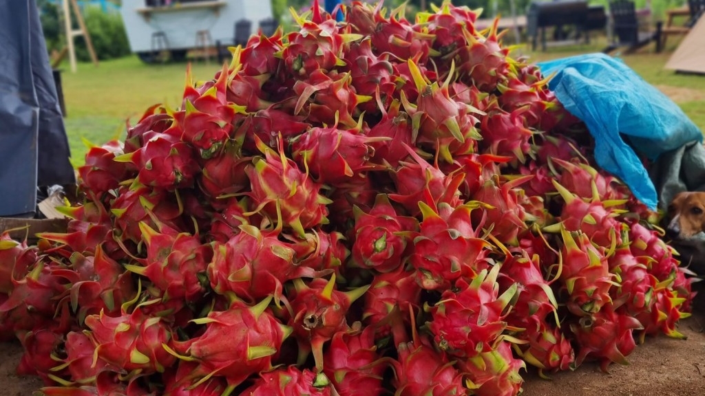 Trung Quốc thí điểm nhập khẩu nông sản qua cửa khẩu Lào Cai