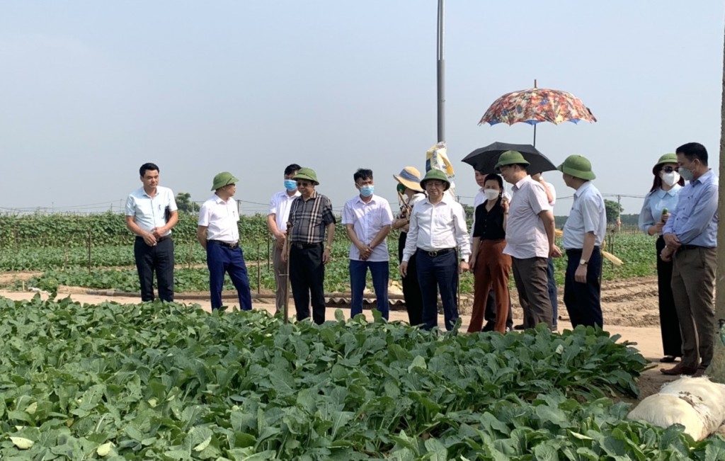 Nông nghiệp là điểm sáng của huyện Mê Linh. Trong ảnh, Đoàn thăm quan khu vực sản xuất rau an toàn thôn Đông Cao, xã Tráng Việt