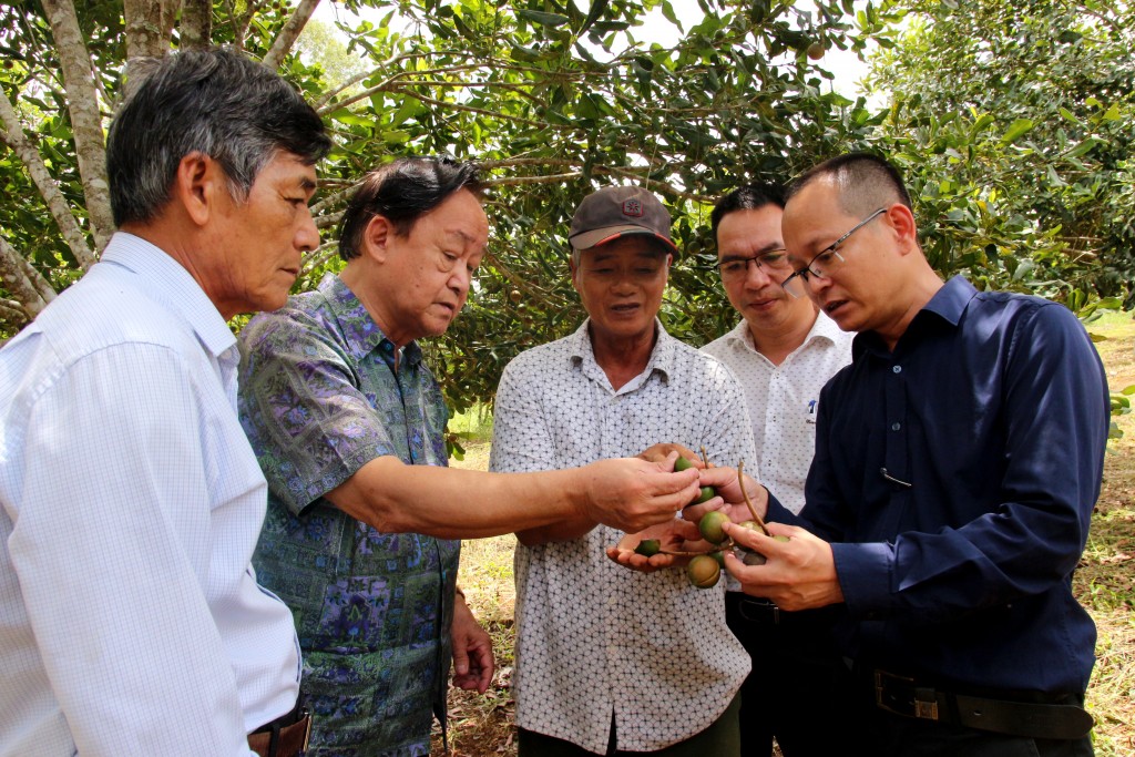 Chuyên gia kỹ thuật của Hiệp hội mắc ca Việt Nam tư vấn cho ông Khánh về chế độ dinh dưỡng để hạt quả mắc ca đạt chất lượng tốt nhất