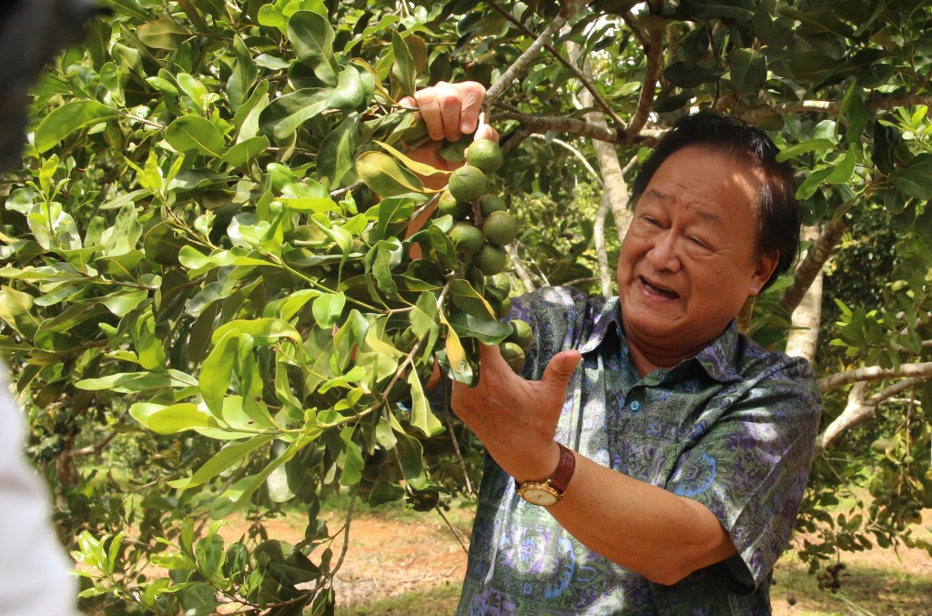 PGS.TS Nguyễn Lân Hùng ngỡ ngàng cây mắc ca trồng xã Vĩnh Sơn, (H.Vĩnh Thạnh, Bình Định) hợp khí hậu, phát triển tốt, ra quả sai.