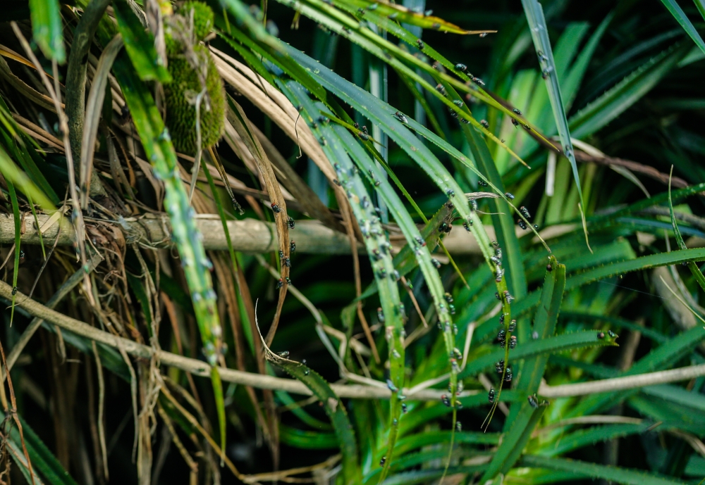 Người dân cầu cứu khi dòng suối Khe Sào bị 