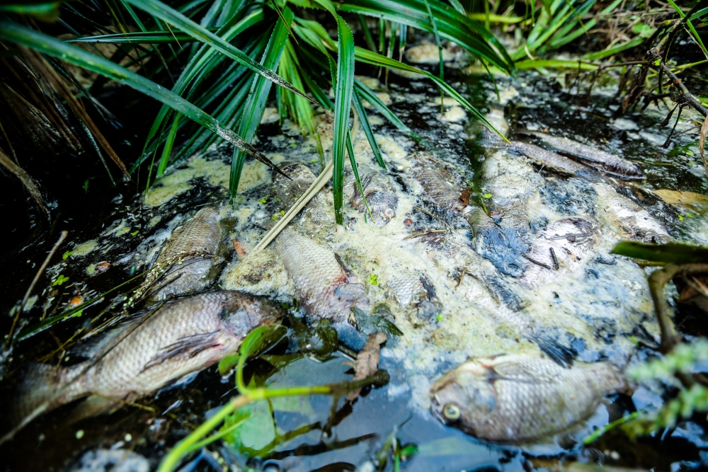 Người dân cầu cứu khi dòng suối Khe Sào bị 