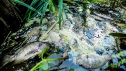 Người dân cầu cứu khi dòng suối Khe Sào bị "bức tử"