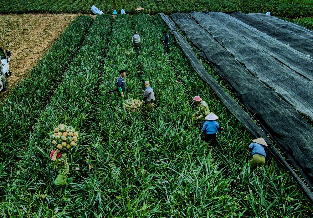 Nông dân Thanh Hóa phơi mình thu hoạch dứa giữa nắng nóng