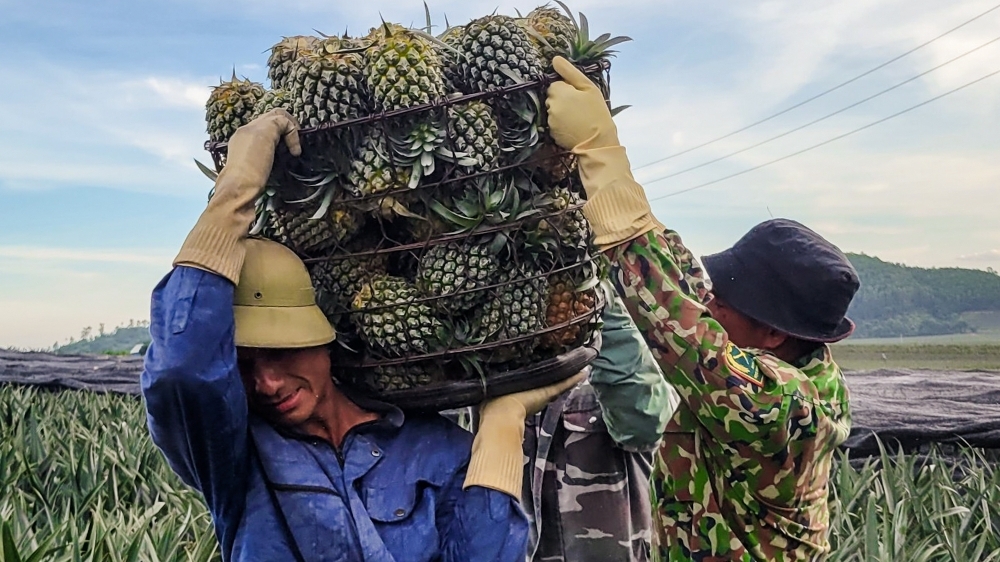 Nông dân Thanh Hóa phơi mình thu hoạch dứa giữa nắng nóng