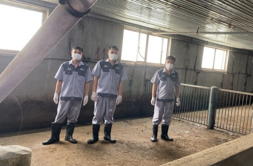 Thanh Hoá: Di chuyển gần 30.000 con lợn khỏi trang trại gây mùi hôi thối