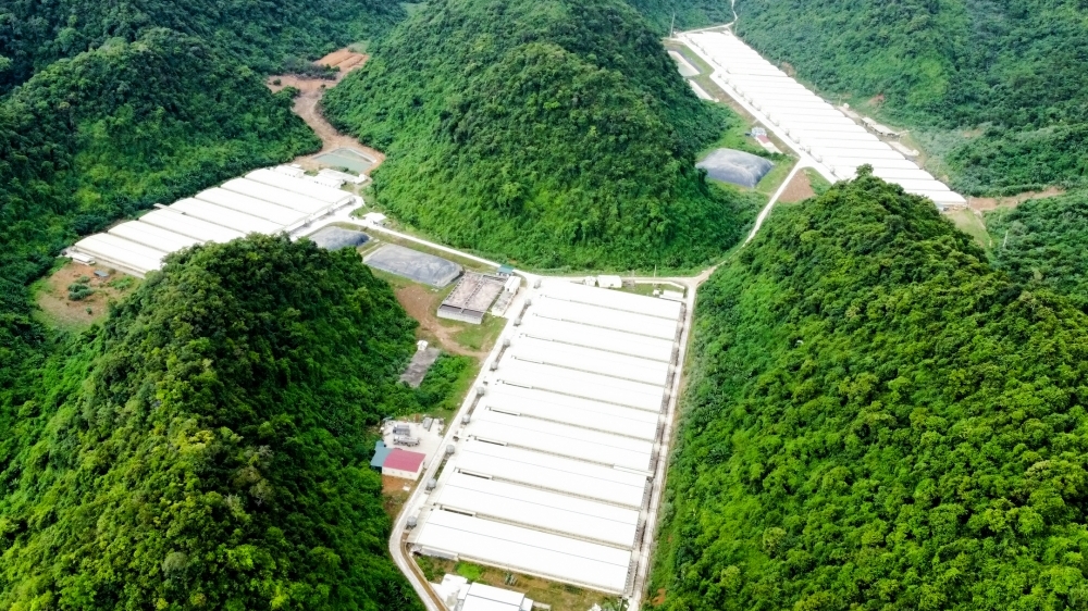 Thanh Hoá: Thêm trại lợn bốc mùi hôi thối khiến người dân lo lắng