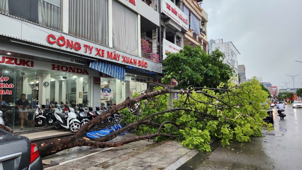 Thanh Hoá: Hàng loạt cây xanh bật gốc, một người đi đường bị đè trúng