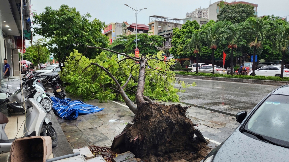 Thanh Hoá: Hàng loạt cây xanh bật gốc, một người đi đường bị đè trúng