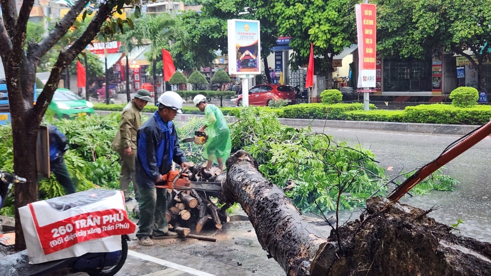 Thanh Hoá: Hàng loạt cây xanh bật gốc, một người đi đường bị đè trúng