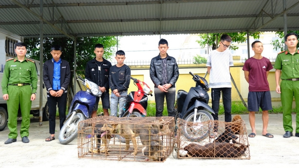 Hà Tĩnh: Bắt giữ nhóm đối tượng chuyên tổ chức trộm chó liên huyện