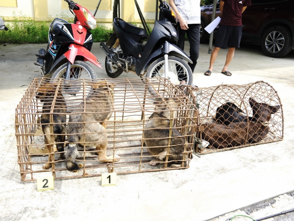 Hà Tĩnh: Bắt giữ nhóm đối tượng chuyên tổ chức trộm chó liên huyện