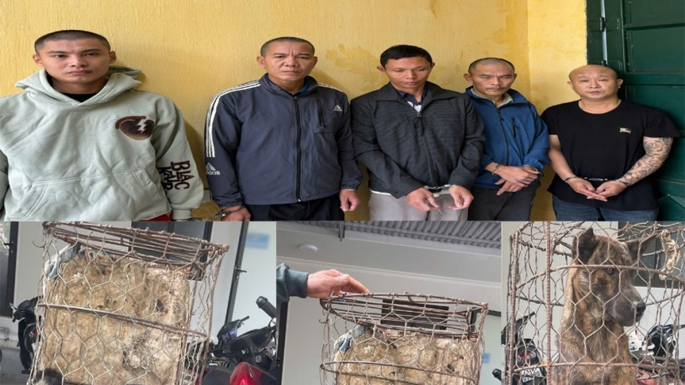 Thanh Hoá: Giả vờ soi ếch để trộm hơn 100 con chó