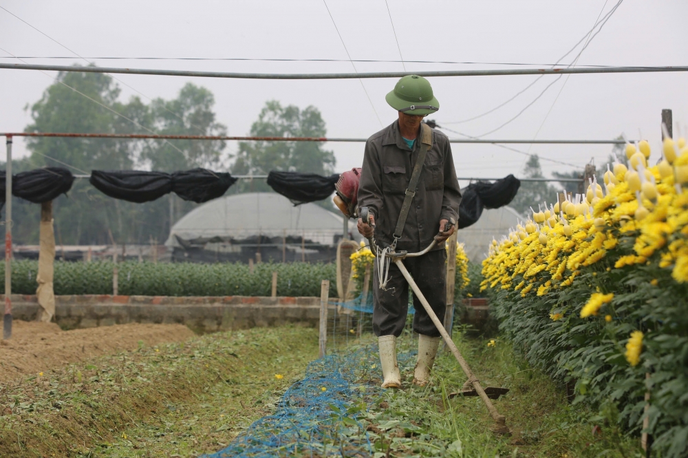Làng hoa Đông Cương lớn nhất xứ Thanh hối hả vào Tết