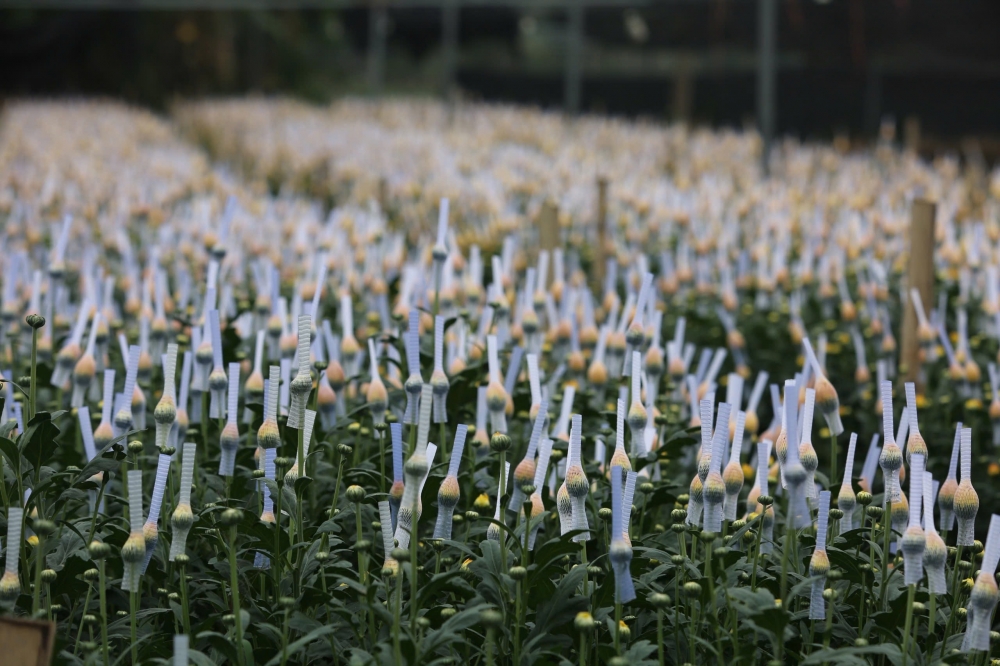 Làng hoa Đông Cương lớn nhất xứ Thanh hối hả vào Tết